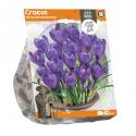 Baltus Crocus Vernus Remembrance bloembollen per 10 stuks